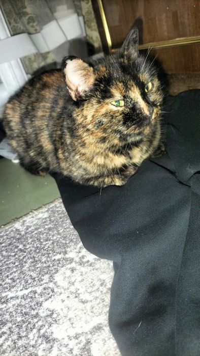 Кошка отдам даром