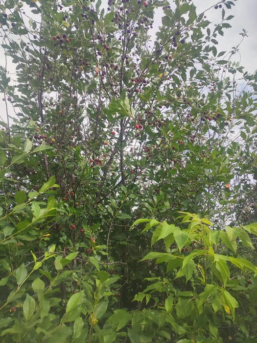 Продам дачу на бухтарме 3 уровня