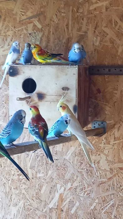 Волнистые попугаи