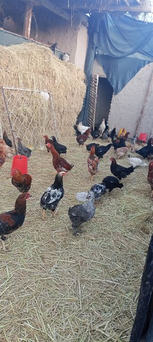 Товук ва хурозлар