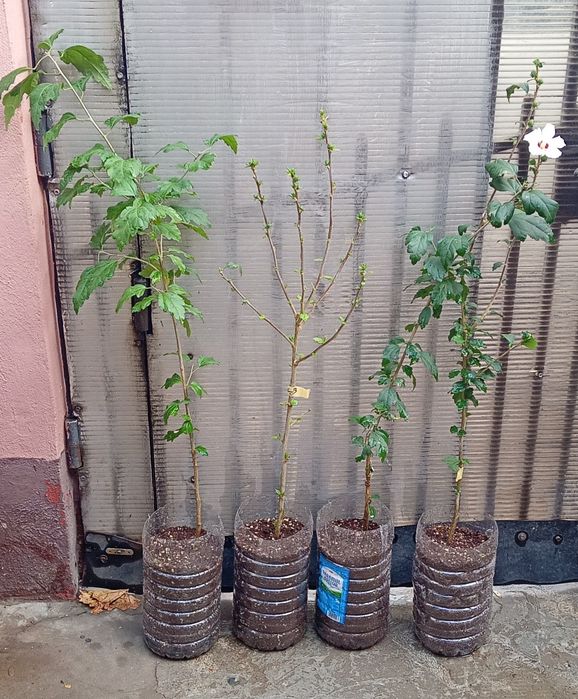 Plante Hibiscus Ardens/Redheart