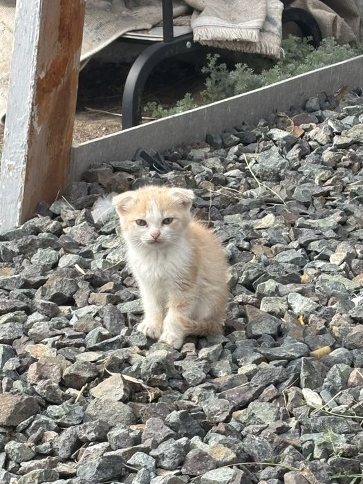 Котята отдам бесплатно в добрые руки