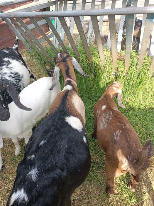 Ied anglonubian de vanzare