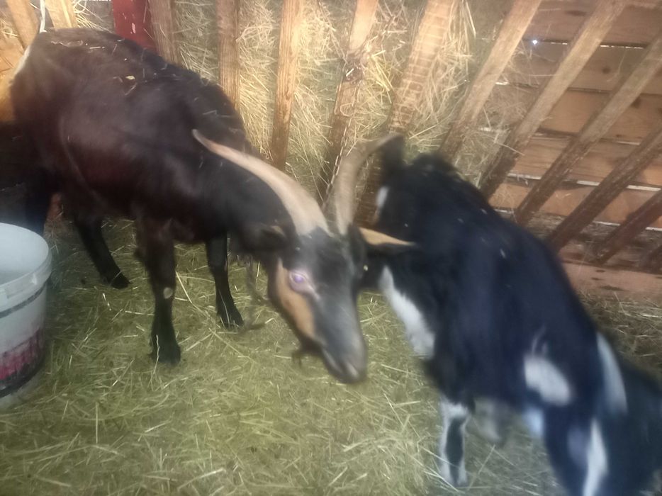 Capra cu iada lânga ea