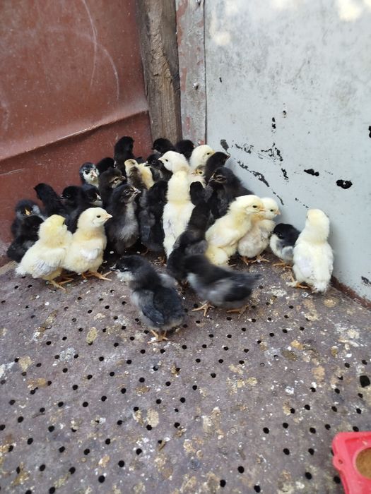 Продам недельных цыплят