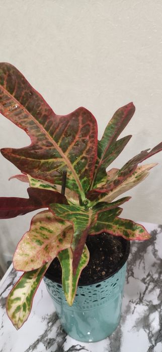 Кротон комнатный