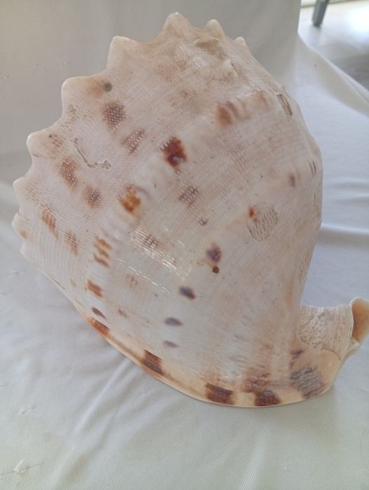 Vând scoica uriașă din atlantic