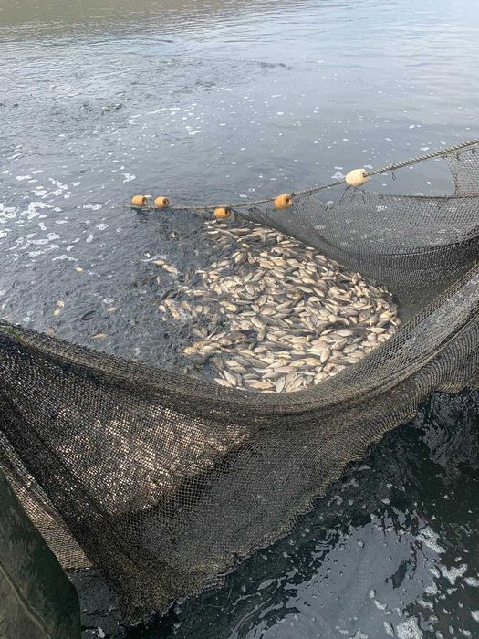 Puiet Caras (150-200g)