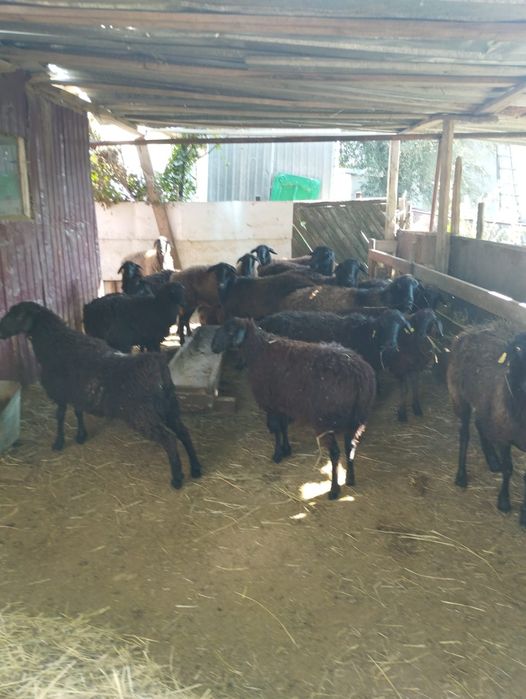 Койлар, токтылар сатылады