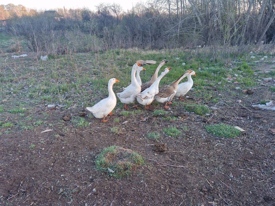 Продам гусей молодые
