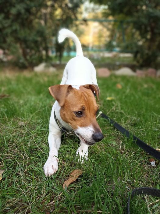 Вязка Джек Рассел терьер