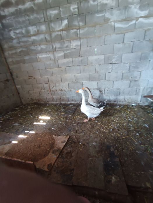 Продам гусей не дорого