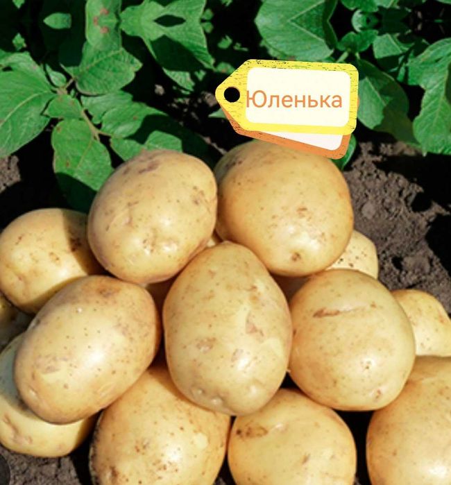 Картофель семенной 5 сортов