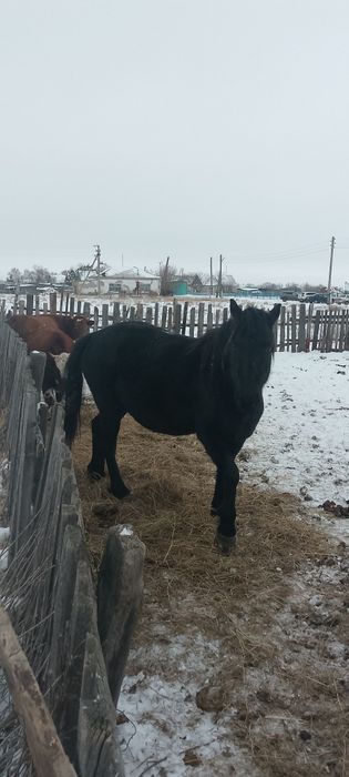 Продам кобыл жеребыж