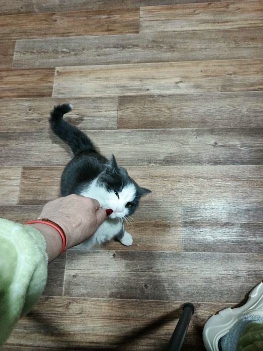 Кошечка с доставкой в добрые руки