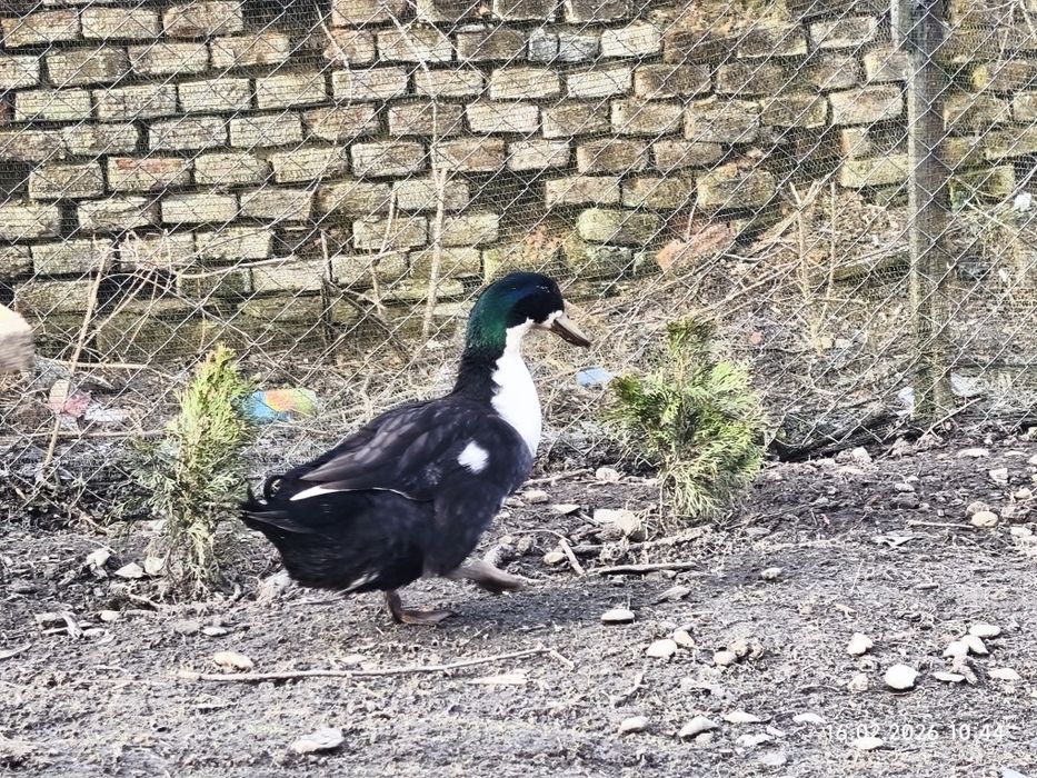 Ouă de rațe albastră suedeză(Pomeranian) pentru incubat