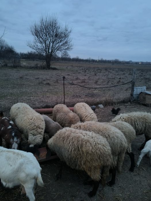 Oii carabase animale de vanzare