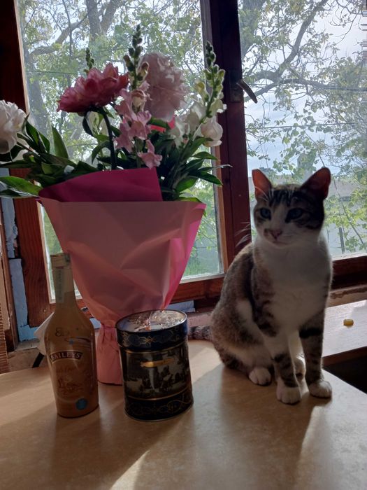 Млада женска котка