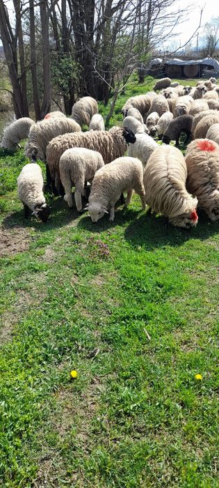 Vindem miei pentru Paște