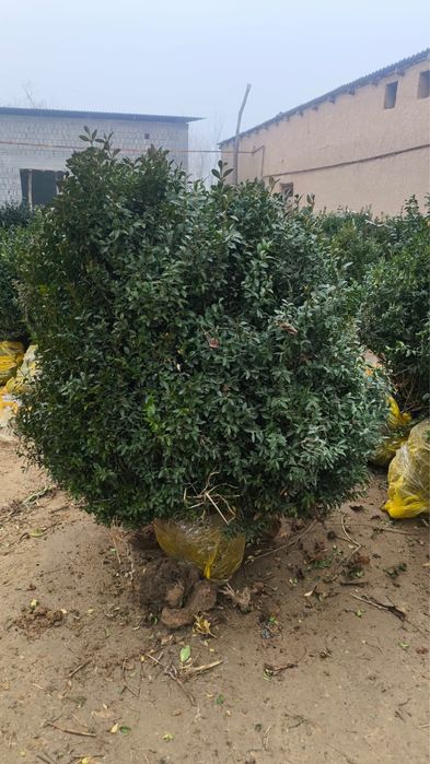 Көшеттер бар арзан бағада