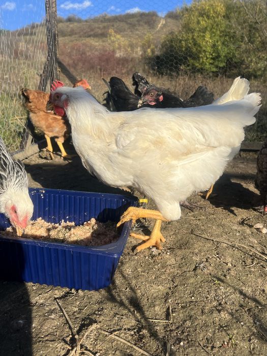 Vând cocoș tânăr