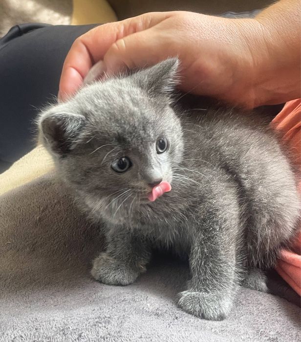 Продаем шотландских котят!