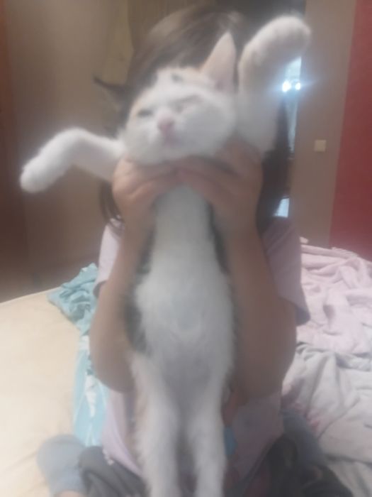 Отдам котёнка котят