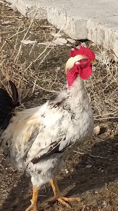 Продаю молодого петуха.