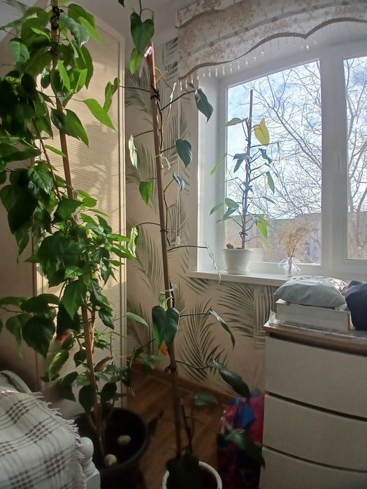 Продам комнатное растение