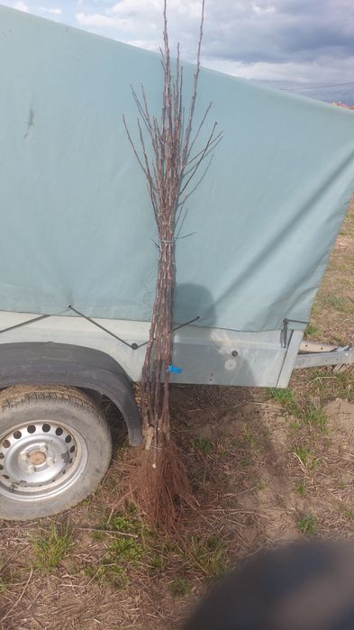 Pomi fructiferi calitatea a 2