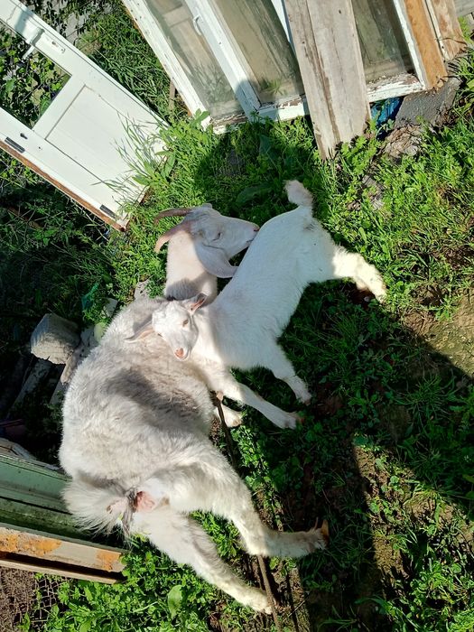 Ешки жане теке сатылады