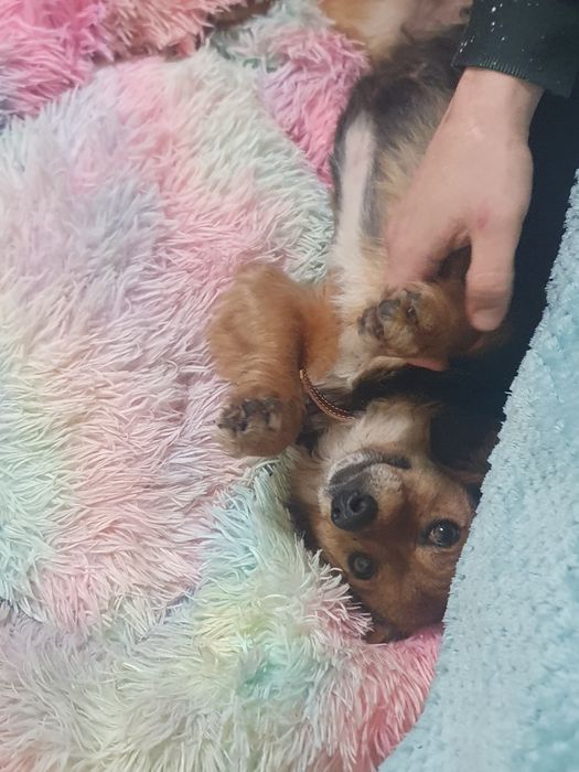 Спешно търси дом