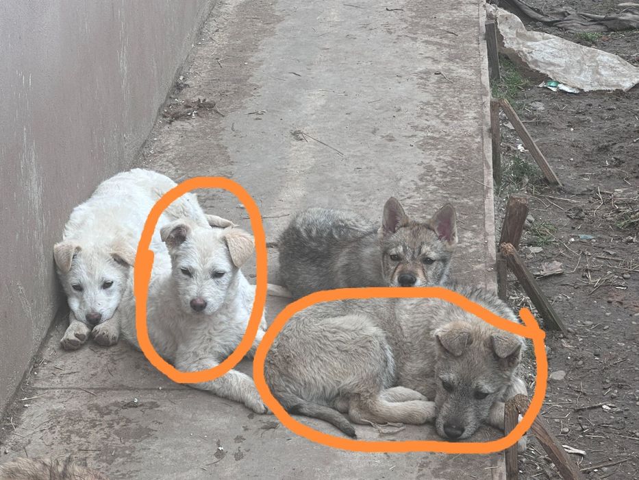 Donez 4 pui de lup cehoslovac