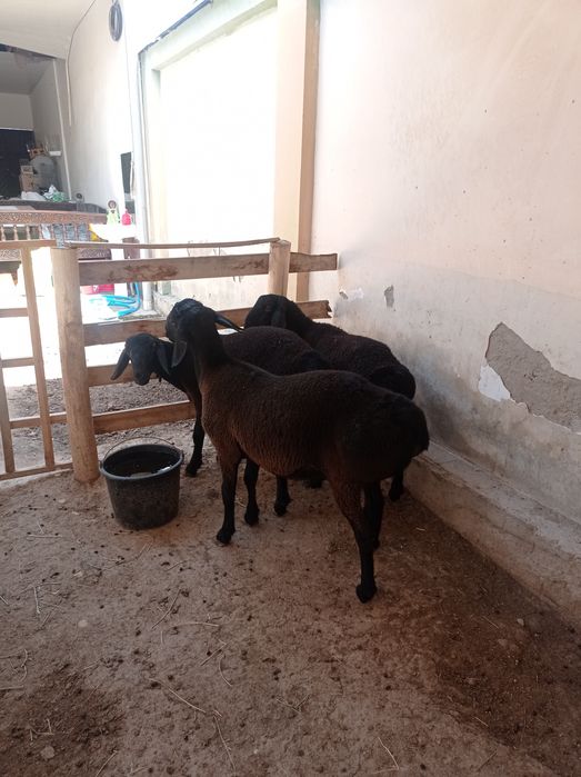 Qoylar sotiladi qochqor