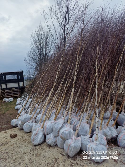 Mesteacan Tei Frasin Stejari plante