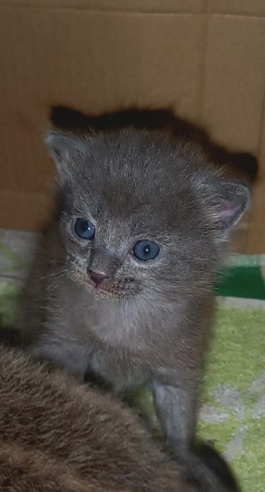 Отдам котёнка девочку