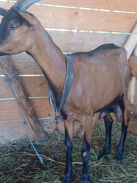 Disponibile 1 țap și două capre alpine franceze !