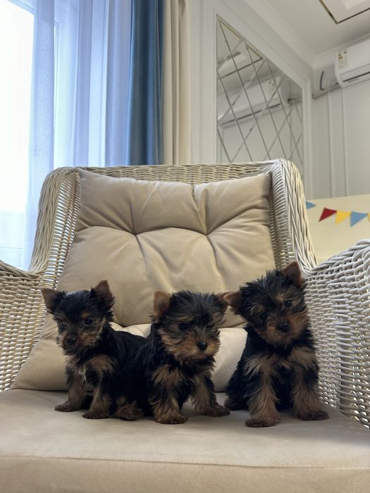 Йоркширский терьер