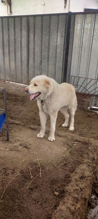 Продам Алабая полтора года ему