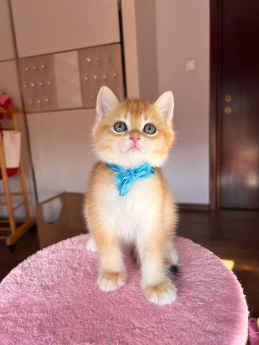 Băiețel iubitor british shorthair golden chinchilla!
