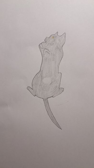 Рисую ваших домашних животных