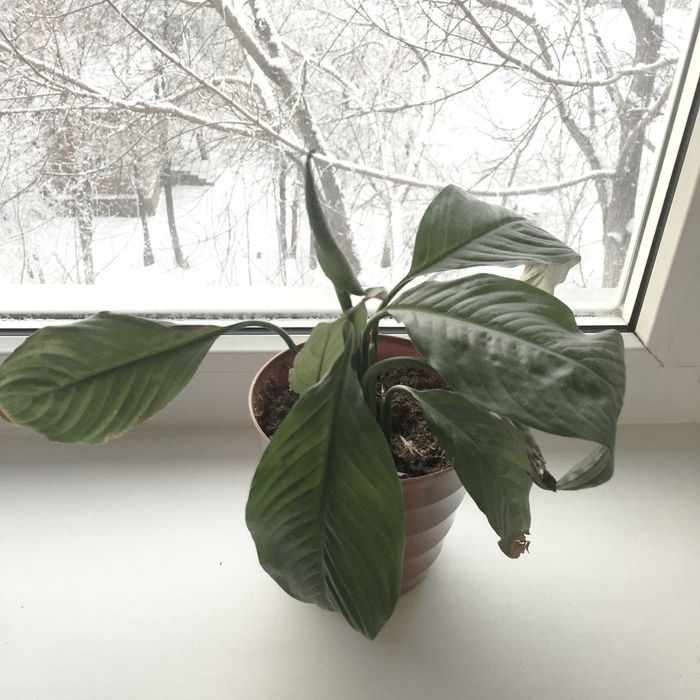 Цветы в горшочке