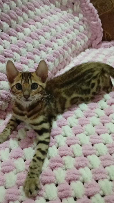 Бенгалл катеник пол мальчик 2,5 мес