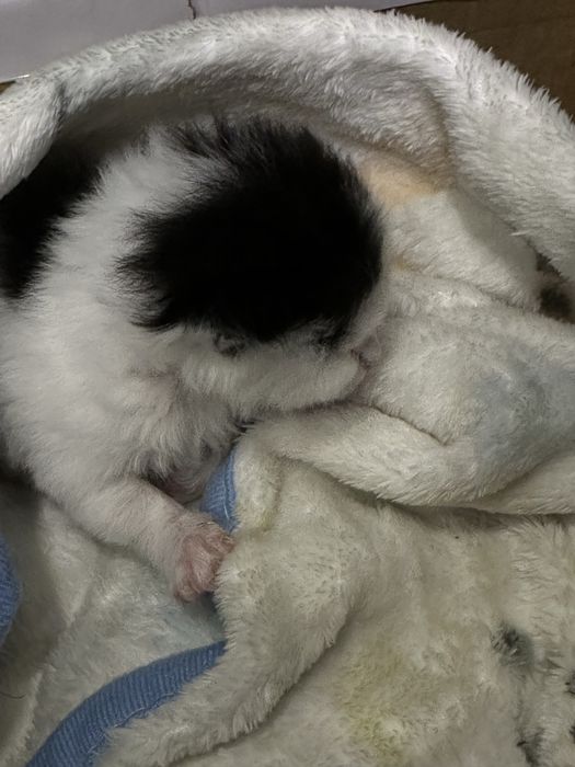 СРОЧНО! Котенку  нужна передержка с выкормом или кормящая кошка