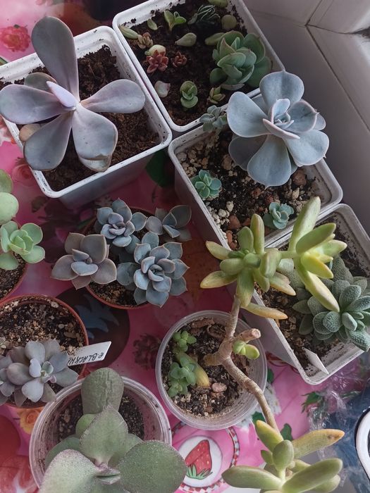 Продам разные суккуленты.