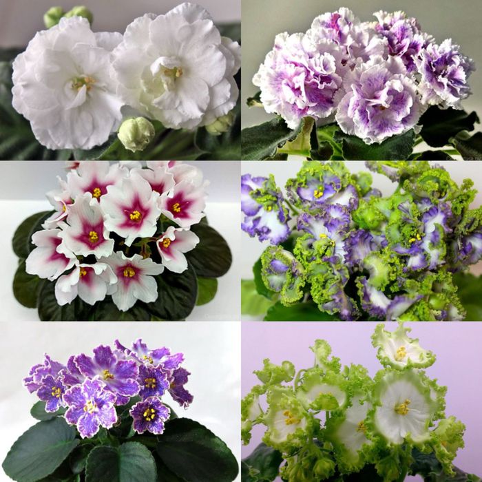 Детки сортовых фиалок,