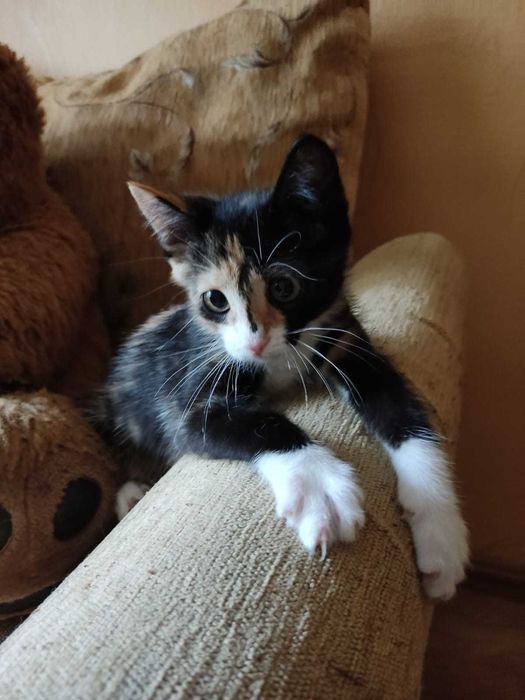 Отдам котенка девочку