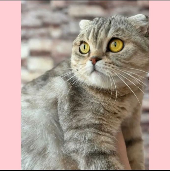 Пристраивается кошечка шотландская-