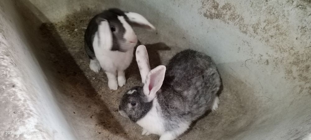 Qoʻy quyon sotiladi