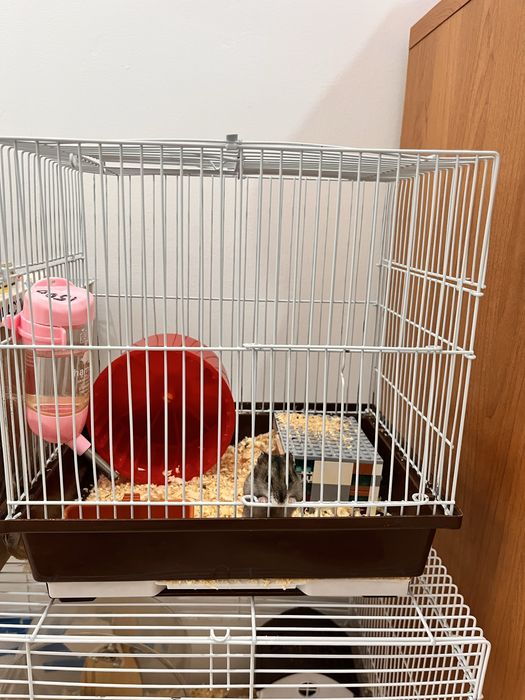 Хомяки,джунгарский